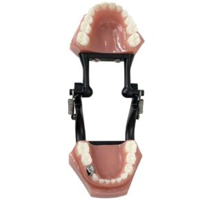 Model pokazowy koron NuSmile